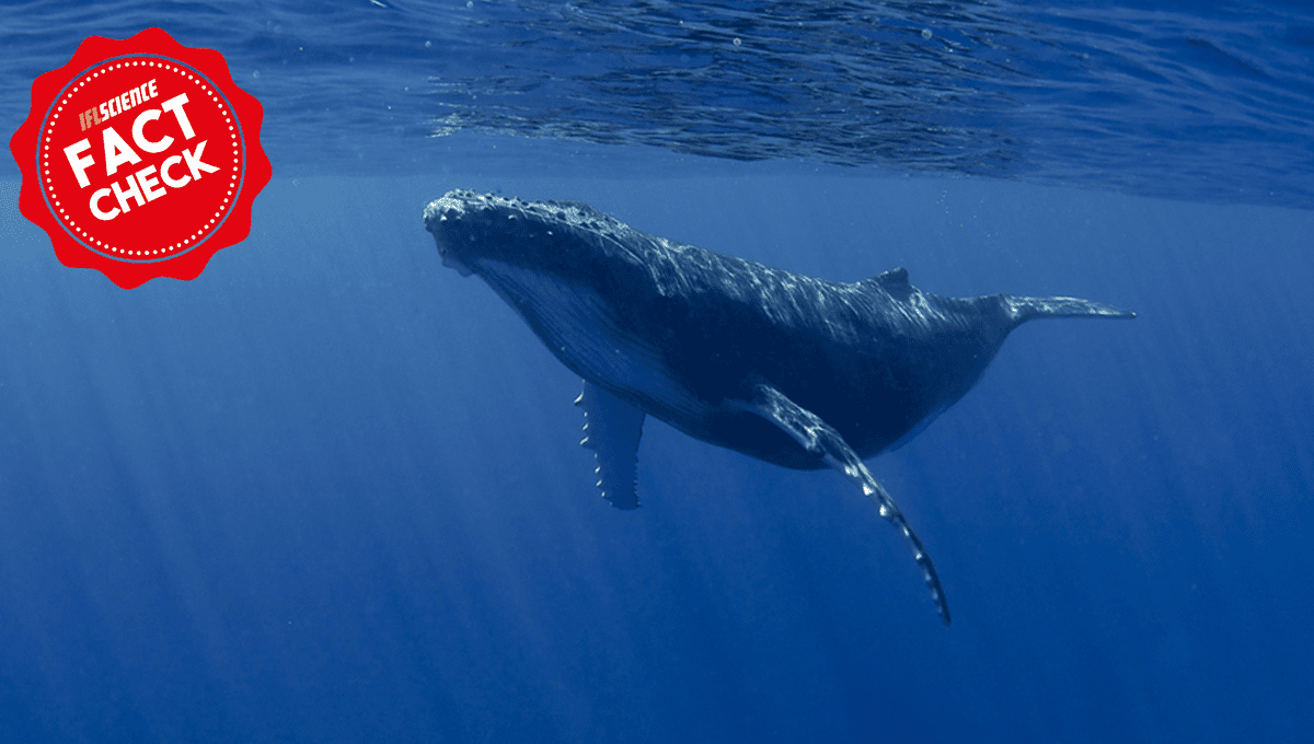Vérification des faits la baleine la plus solitaire du monde atelle