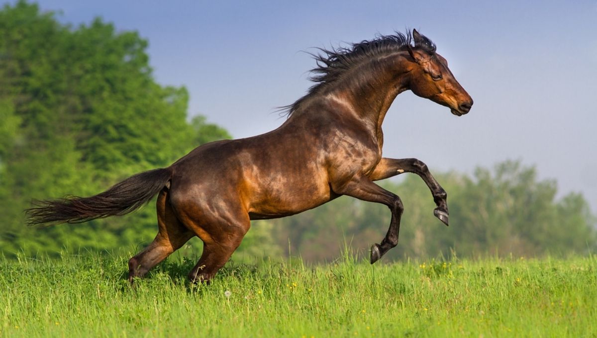 Quelle est la puissance d'un cheval