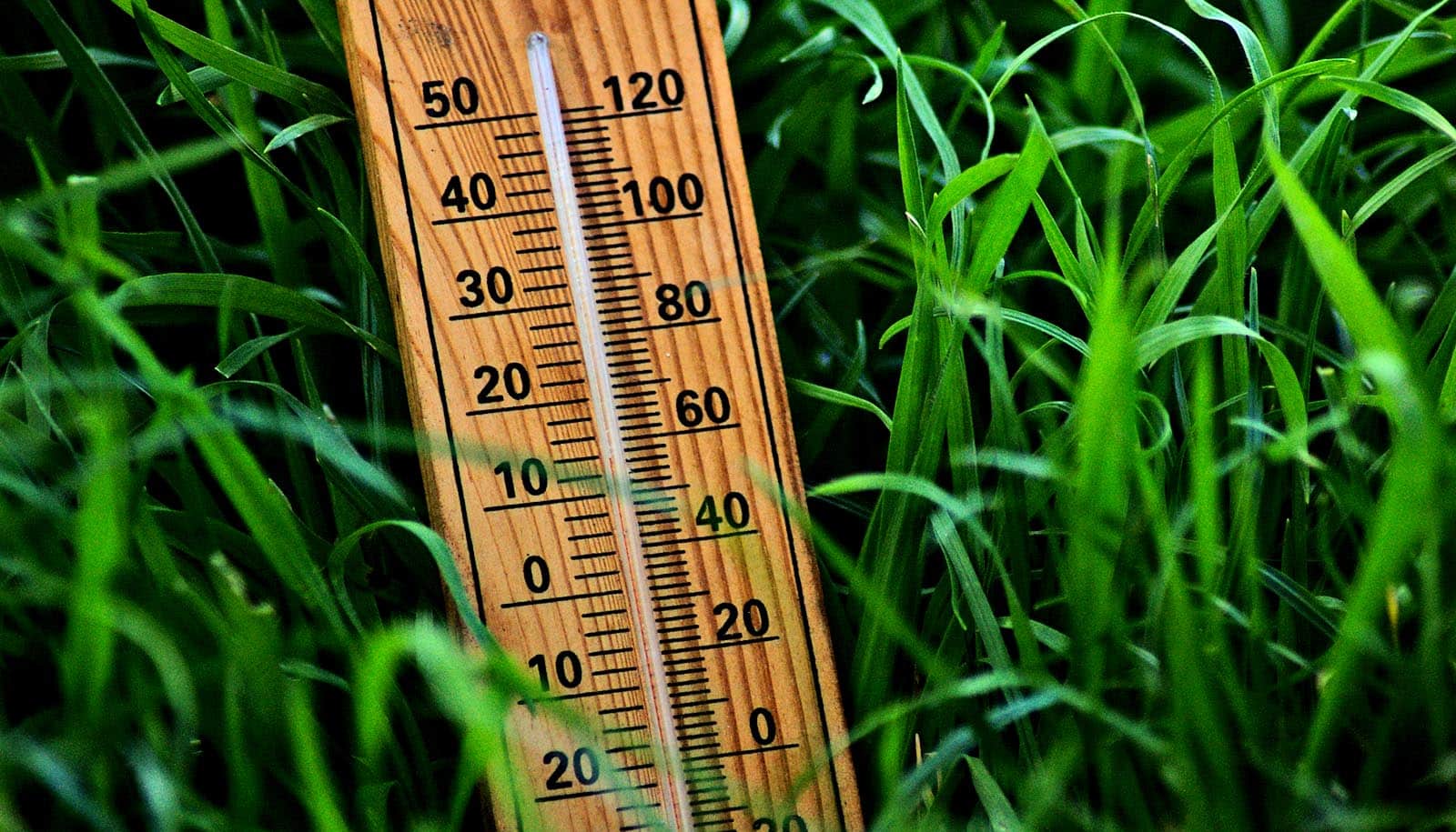 Les tiques survivent à une gamme surprenante de températures